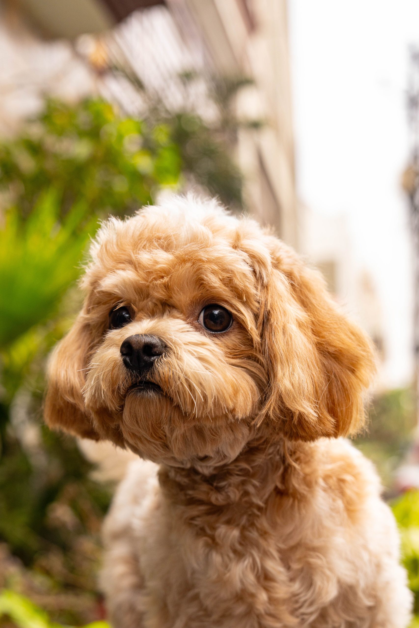 Charming Cavapoo puppy with curly fur sitting in a lush city garden, capturing a moment of urban pet life.
